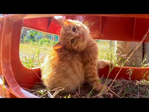 巨木を倒す子猫、最後は「アレ?」首を傾げる姿がかわい過ぎる(YouTube)
