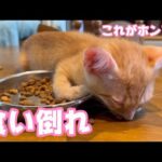 食い倒れた子ねこ(YouTube)