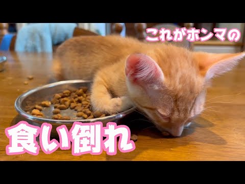 食い倒れた子ねこ(YouTube)