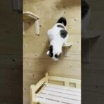 自分のケツは自分で拭く猫(YouTube)