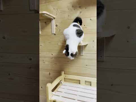 自分のケツは自分で拭く猫(YouTube)