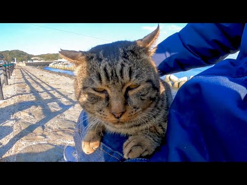 防波堤にいた強面のキジトラ猫は意外にも人懐っこい猫だった(YouTube)