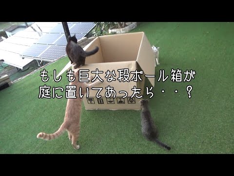 もしも巨大な段ボール箱が庭に置いてあったら・・？(YouTube)