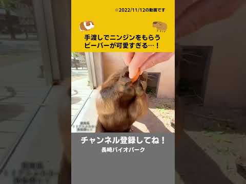 なんだこの可愛すぎる生き物は・・・(YouTube)