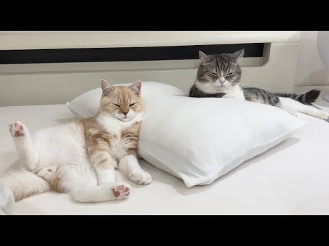 ベッドで寝ようとしたら兄弟猫がまさかの先にこうなってました…(YouTube)