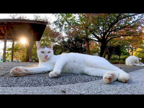 夕方の公園で猫の集会に参加してきた(YouTube)