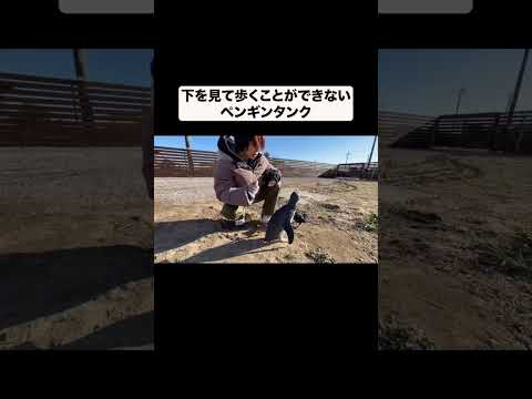 下を見て歩くことが出来ないペンギンタンク#shorts(YouTube)