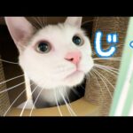 猫じゃらしを持つだけで猫パンチ炸裂します！(YouTube)
