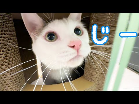 猫じゃらしを持つだけで猫パンチ炸裂します！(YouTube)