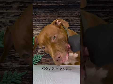 骨付き肉を勢いよく食べるピットブル#shorts(YouTube)