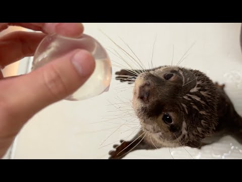 掴める水を、水を好むカワウソに掴んでもらった！tter grabs the water!(YouTube)