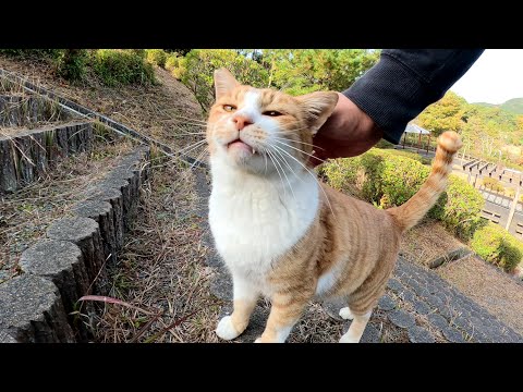 可愛い茶シロ猫に励まされながら長い階段を登ったら・・・(YouTube)