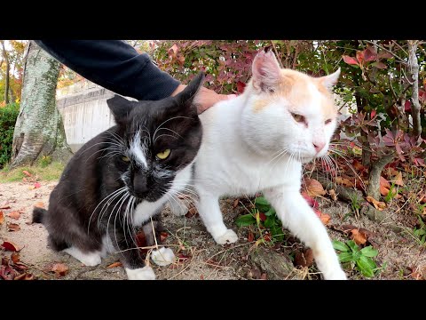 ゴツい茶シロ猫が大好きな黒マスク猫を追いかけてスリスリする(YouTube)
