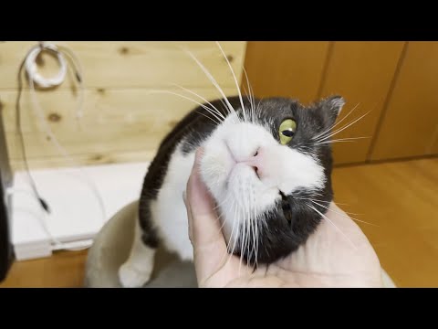 今まで塩対応だったお父さんにハマりだした猫(YouTube)