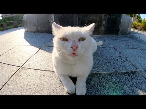 ムスっとした顔の猫がトコトコ歩いてモフられにやって来た(YouTube)