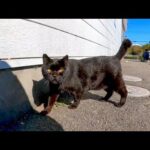 コンビニの裏にいた黒猫、ちょっと警戒しながらもモフられにきてカワイイ(YouTube)
