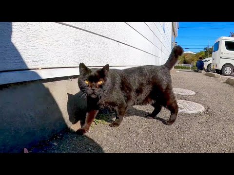 コンビニの裏にいた黒猫、ちょっと警戒しながらもモフられにきてカワイイ(YouTube)