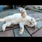 可愛らしいシャム猫が鋭い爪と牙で容赦なく攻撃してきた(YouTube)