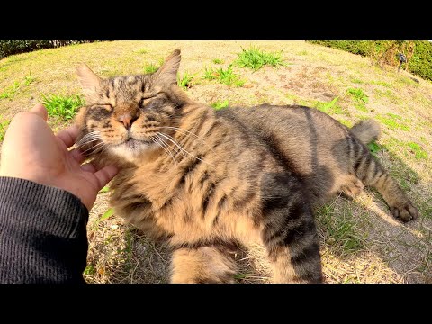 メインクーンのような猫の尻尾を触ると激怒して帰っていった(YouTube)