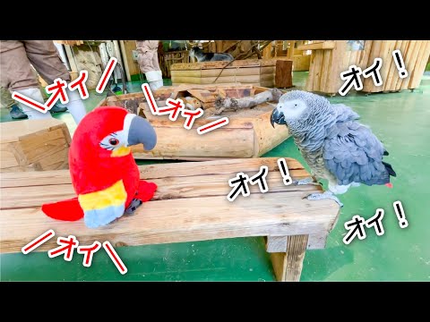 めっちゃ喋るインコと、リピートおもちゃの会話がカオスすぎたww(YouTube)