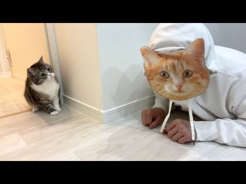 猫のお面を被って待ち伏せしてみたら猫の反応がかわいすぎたw(YouTube)