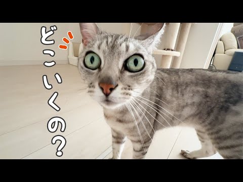 飼い主がお出かけするときに急に態度を変えるツンデレ猫(YouTube)