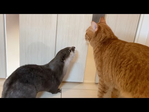 今回の出張からの帰った時のカワウソと猫の様子が激しすぎる 笑 otter and cat were so intense when I returned from this business trip(YouTube)