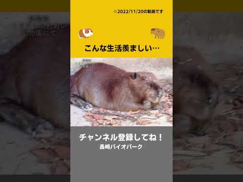 こんな生活羨ましい【ビーバー beaver】(YouTube)
