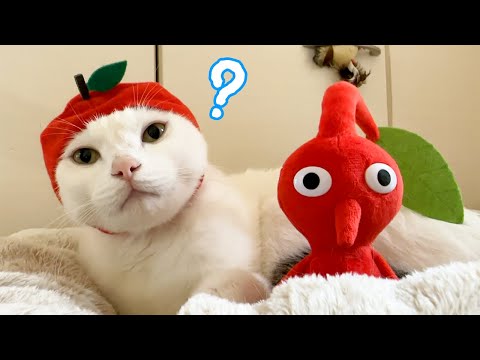 りんごを被ったらピクミンになっちゃった猫チロさんｗ(YouTube)