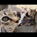 可愛い子猫達が優しいママ猫が待つお家へ帰っていった(YouTube)
