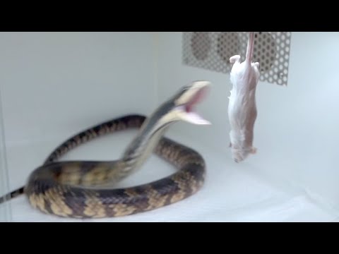 ヘビの動体視力がヤバすぎる(YouTube)