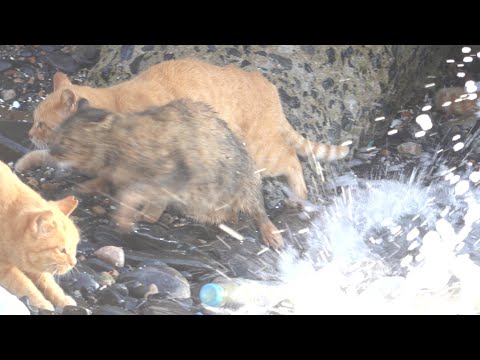 猫達が海辺で波しぶきを浴びてびしょ濡れになりながら食べ物を探す(YouTube)
