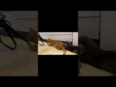 猫のお尻に入ろうとするカワウソ otter trying to get into a cat’s buttocks #shorts(YouTube)
