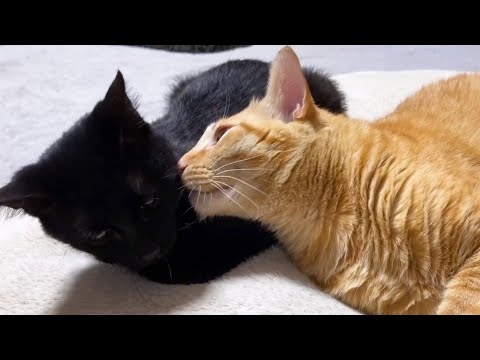 飼い主にも犬猫にも優しい猫がいろんなところで気配りする一日(YouTube)