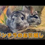 【動物園の裏側】チンチラのお引っ越し作業に密着しました。(YouTube)