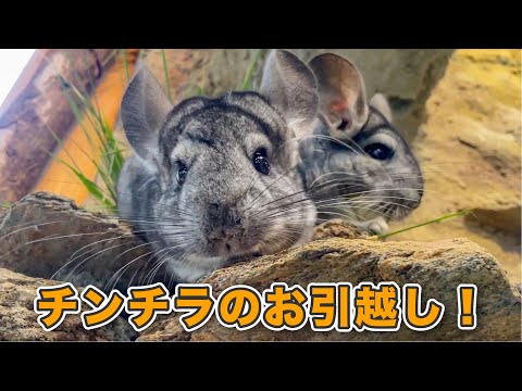 【動物園の裏側】チンチラのお引っ越し作業に密着しました。(YouTube)