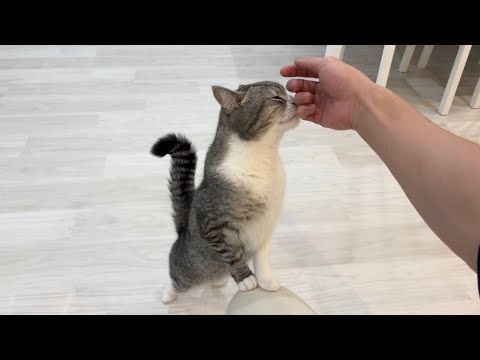終電を逃して朝帰りしたら寂しがり屋の猫が大変なことに…(YouTube)