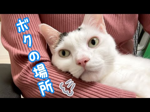 ママが元気になってベッタリになった猫チロさん(YouTube)