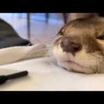 いつもへそをくすぐられるお返しに鼻をくすぐられるカワウソ Otter getting his nose tickled(YouTube)