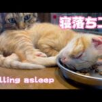 寝落ちする子猫　Falling asleep(YouTube)