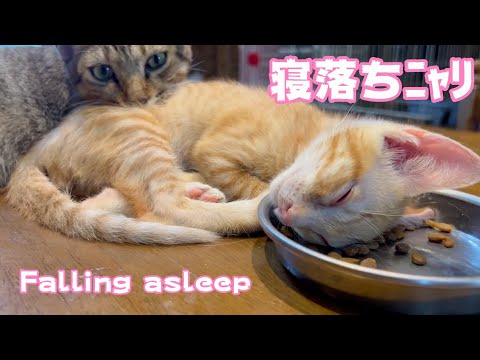 寝落ちする子猫　Falling asleep(YouTube)