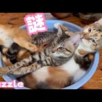 猫の知恵の輪🤣どうしてこうなった⁉️Pazzle or Spairal😱(YouTube)