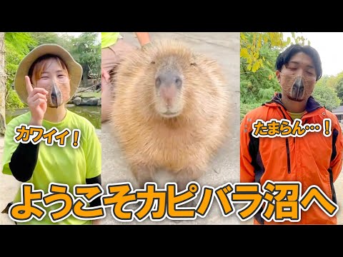 【閲覧注意】カピバラの魅力が詰まり過ぎてるので気をつけて下さい。(YouTube)