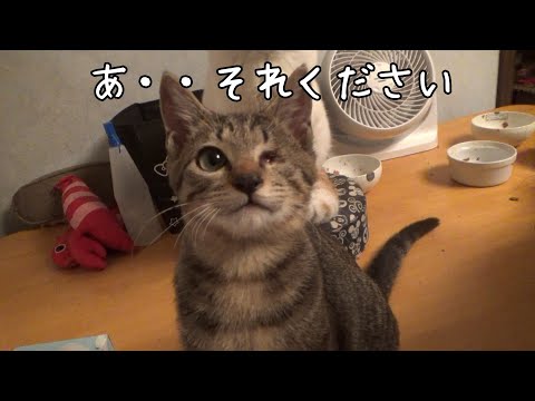 やたらと他の猫の物が欲しくなってしまう子猫(YouTube)