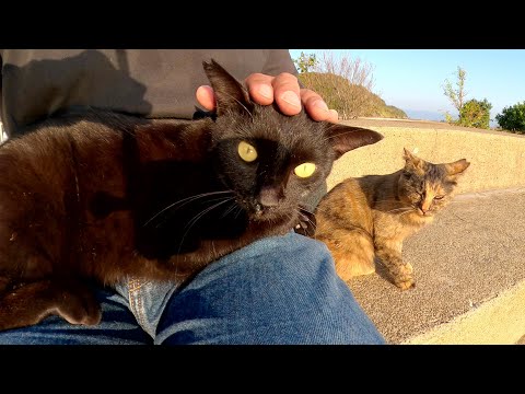 サビ猫がひざにのってくれなかったので、代わりに黒猫をのせる(YouTube)