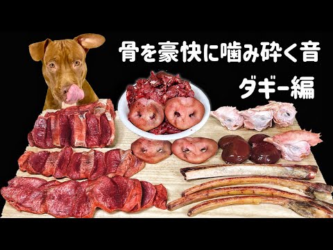 【閲覧注意ASMR】骨肉を豪快に食べるピットブルの咀嚼音がたまらない(YouTube)