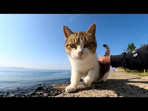 海へ行くと、可愛い猫達が集まって来てナデナデさせてくれた(YouTube)