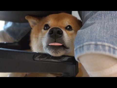 【緊急】明日動画お休みします。(YouTube)