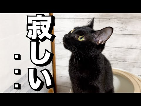 大好きな飼い主が部屋から出たら一番小さい猫はこうなります…(YouTube)