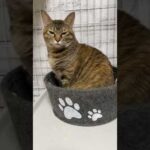 飼い主が家から出ると猫がここから動かなくなりました…泣　#shorts(YouTube)